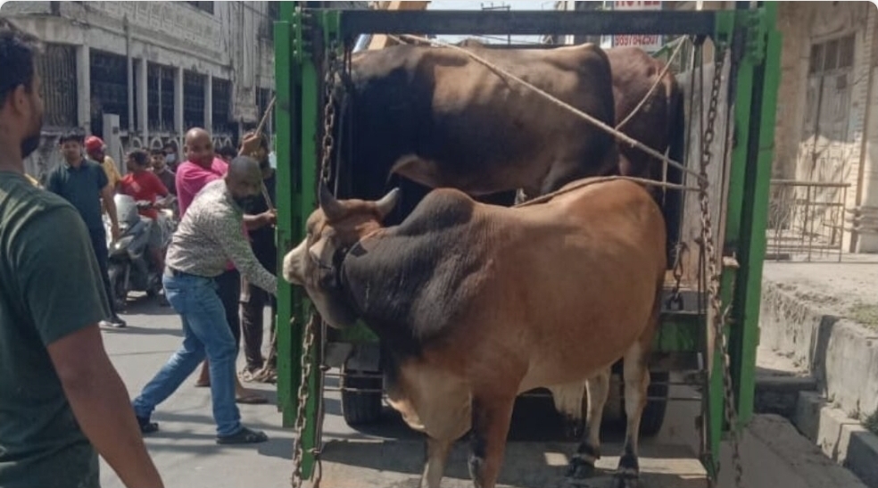 ऋषिकेश क्षेत्र से आवारा पशुओं से हटाने का अभियान शुरू।